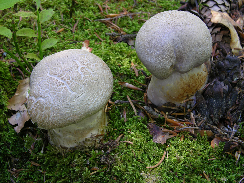 Ritrovamenti del 17 agosto.